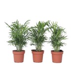 Dwergpalm - Set van 3 - Chamaedorea elegans - Hoogte 30-40cm - ⌀12cm