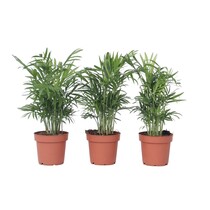 Dwergpalm - Set van 3 - Chamaedorea elegans - Hoogte 30-40cm - ⌀12cm