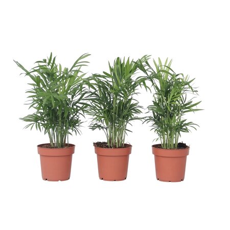 Dwergpalm - Set van 3 - Chamaedorea elegans - Hoogte 30-40cm - ⌀12cm