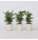 Dwergpalm - Set van 3 - Chamaedorea elegans - Hoogte 30-40cm - ⌀12cm