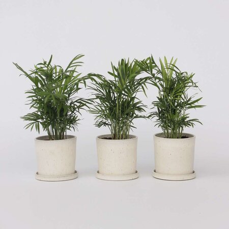 Dwergpalm - Set van 3 - Chamaedorea elegans - Hoogte 30-40cm - ⌀12cm