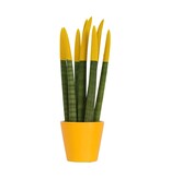 Afrikaanse Speerplant - Sansevieria cylindrica - Hoogte 20-40cm - Pot 9cm