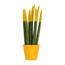 Afrikaanse Speerplant - Sansevieria cylindrica - Hoogte 20-40cm - Pot 9cm