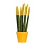 Afrikaanse Speerplant - Sansevieria cylindrica - Hoogte 20-40cm - Pot 9cm