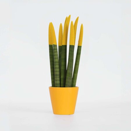 Afrikaanse Speerplant - Sansevieria cylindrica - Hoogte 20-40cm - Pot 9cm