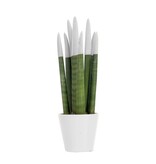 Vrouwentong - Sansevieria cylindrica - Hoogte 20-40cm - ⌀9cm