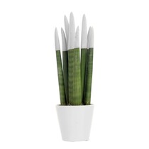 Vrouwentong - Sansevieria cylindrica - Hoogte 20-40cm - ⌀9cm