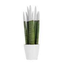 Vrouwentong - Sansevieria cylindrica - Hoogte 20-40cm - ⌀9cm