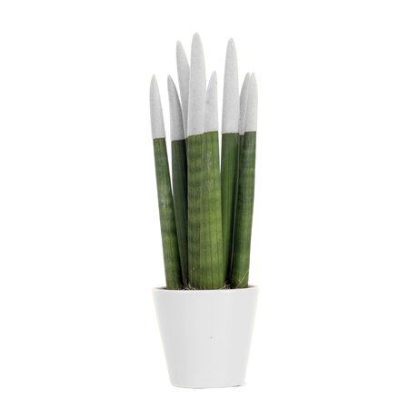 Vrouwentong - Sansevieria cylindrica - Hoogte 20-40cm - ⌀9cm