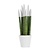 Vrouwentong - Sansevieria cylindrica - Hoogte 20-40cm - ⌀9cm