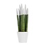 Vrouwentong - Sansevieria cylindrica - Hoogte 20-40cm - ⌀9cm