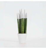 Vrouwentong - Sansevieria cylindrica - Hoogte 20-40cm - ⌀9cm