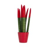 Afrikaanse Speerplant - Sansevieria cylindrica - Hoogte 20-40cm - Pot 9cm