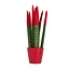 Afrikaanse Speerplant - Sansevieria cylindrica - Hoogte 20-40cm - Pot 9cm