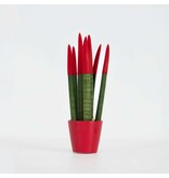 Afrikaanse Speerplant - Sansevieria cylindrica - Hoogte 20-40cm - Pot 9cm