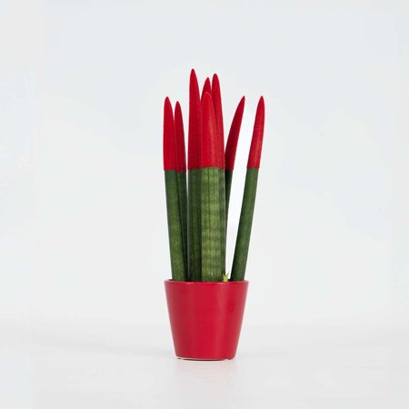 Afrikaanse Speerplant - Sansevieria cylindrica - Hoogte 20-40cm - Pot 9cm