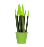 Afrikaanse Speerplant - Sansevieria cylindrica - Hoogte 20-40cm - Pot 9cm