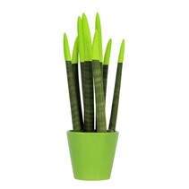 Afrikaanse Speerplant - Sansevieria cylindrica - Hoogte 20-40cm - Pot 9cm