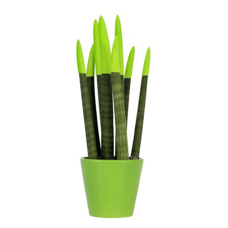 Afrikaanse Speerplant - Sansevieria cylindrica - Hoogte 20-40cm - Pot 9cm
