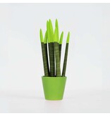Afrikaanse Speerplant - Sansevieria cylindrica - Hoogte 20-40cm - Pot 9cm