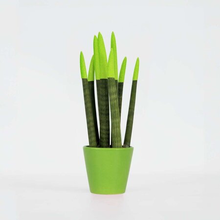 Afrikaanse Speerplant - Sansevieria cylindrica - Hoogte 20-40cm - Pot 9cm