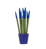 Afrikaanse Speerplant - Sansevieria cylindrica - Hoogte 20-40cm - Pot 9cm
