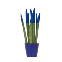 Afrikaanse Speerplant - Sansevieria cylindrica - Hoogte 20-40cm - Pot 9cm