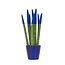 Afrikaanse Speerplant - Sansevieria cylindrica - Hoogte 20-40cm - Pot 9cm