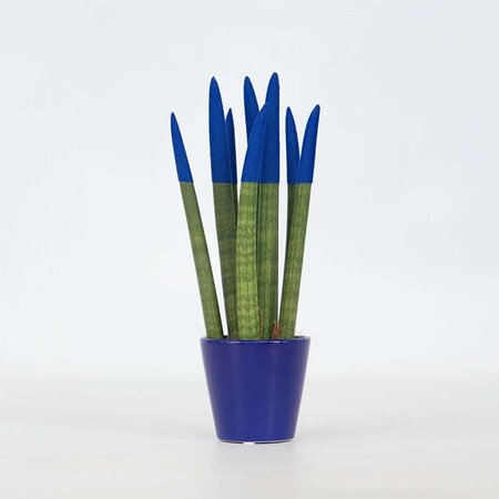 Afrikaanse Speerplant - Sansevieria cylindrica - Hoogte 20-40cm - Pot 9cm