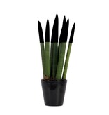Afrikaanse Speerplant - Sansevieria cylindrica - Hoogte 20-40cm - Pot 9cm