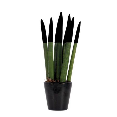 Afrikaanse Speerplant - Sansevieria cylindrica - Hoogte 20-40cm - Pot 9cm