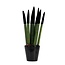 Afrikaanse Speerplant - Sansevieria cylindrica - Hoogte 20-40cm - Pot 9cm