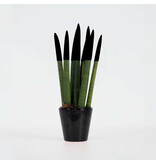Afrikaanse Speerplant - Sansevieria cylindrica - Hoogte 20-40cm - Pot 9cm