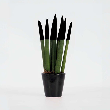 Afrikaanse Speerplant - Sansevieria cylindrica - Hoogte 20-40cm - Pot 9cm