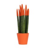Afrikaanse Speerplant - Sansevieria cylindrica - Hoogte 20-40cm - Pot 9cm
