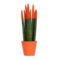 Afrikaanse Speerplant - Sansevieria cylindrica - Hoogte 20-40cm - Pot 9cm