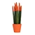 Afrikaanse Speerplant - Sansevieria cylindrica - Hoogte 20-40cm - Pot 9cm