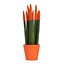 Afrikaanse Speerplant - Sansevieria cylindrica - Hoogte 20-40cm - Pot 9cm