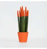 Afrikaanse Speerplant - Sansevieria cylindrica - Hoogte 20-40cm - Pot 9cm