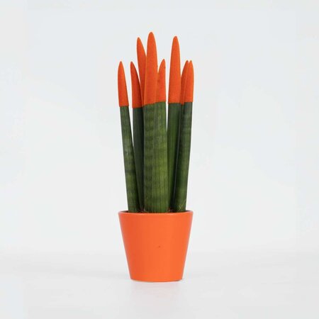 Afrikaanse Speerplant - Sansevieria cylindrica - Hoogte 20-40cm - Pot 9cm