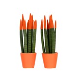 Vrouwentong - Set van 2 - Sansevieria cylindrica - Hoogte 20-40cm - ⌀9cm