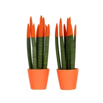 Vrouwentong - Set van 2 - Sansevieria cylindrica - Hoogte 20-40cm - ⌀9cm