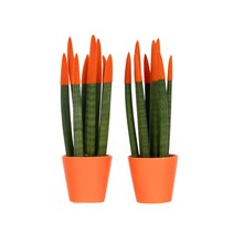 Vrouwentong - Set van 2 - Sansevieria cylindrica - Hoogte 20-40cm - ⌀9cm