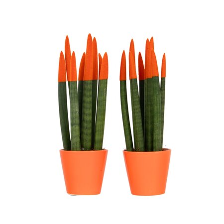 Vrouwentong - Set van 2 - Sansevieria cylindrica - Hoogte 20-40cm - ⌀9cm