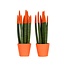 Vrouwentong - Set van 2 - Sansevieria cylindrica - Hoogte 20-40cm - ⌀9cm