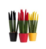 Vrouwentong - Set van 3 - Sansevieria cylindrica - Hoogte 20-40cm - ⌀9cm