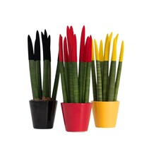 Vrouwentong - Set van 3 - Sansevieria cylindrica - Hoogte 20-40cm - ⌀9cm
