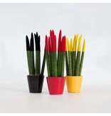 Vrouwentong - Set van 3 - Sansevieria cylindrica - Hoogte 20-40cm - ⌀9cm