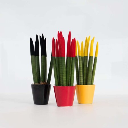 Vrouwentong - Set van 3 - Sansevieria cylindrica - Hoogte 20-40cm - ⌀9cm
