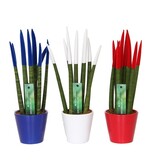 Vrouwentong - Set van 3 - Sansevieria cylindrica - Hoogte 20-40cm - ⌀9cm